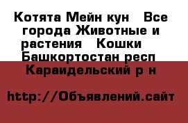 Котята Мейн кун - Все города Животные и растения » Кошки   . Башкортостан респ.,Караидельский р-н